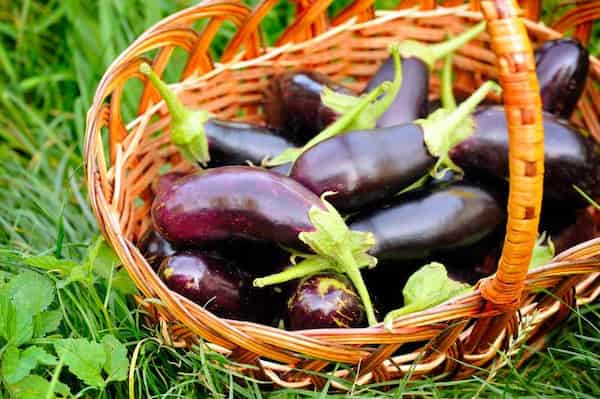 تصویر 3 از قیمت خرید بادمجان قلمی صادراتی + فروش ویژه